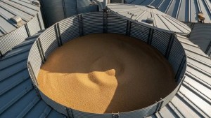 grains lifespan in grain bin