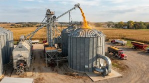 Corn_transferring_into_grain_bin